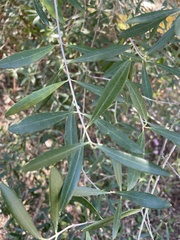 Olea europaea