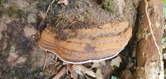 Ganoderma applanatum