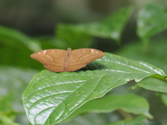 Tanaecia
