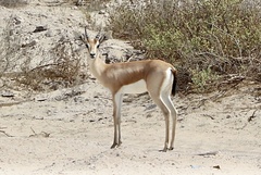 Gazella arabica