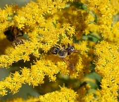 Cnemidandrena