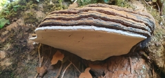 Ganoderma applanatum