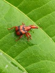 Strigapoderus