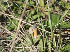 Coenonympha glycerion
