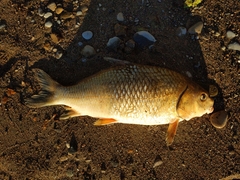 Carpiodes cyprinus