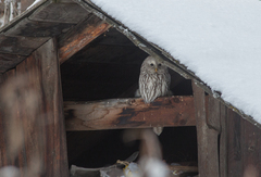 Strix uralensis