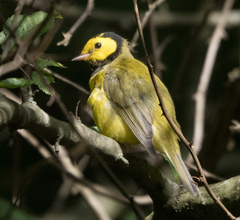 Setophaga citrina