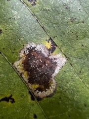 Cecidomyiini