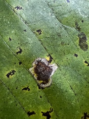 Cecidomyiini