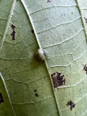 Cecidomyiini