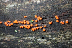 Hemitrichia decipiens