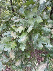 Erysiphe alphitoides