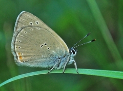 Lycaena hippothoe