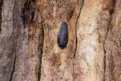 Laxta granicollis
