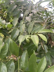 Artabotrys hexapetalus