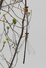 Xanthagrion erythroneurum