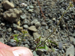 Lepidium desertorum
