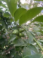 Artabotrys hexapetalus