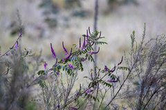 Indigofera australis
