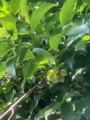 Artabotrys hexapetalus