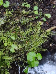 Plagiomnium rostratum