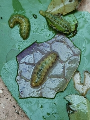 Acentropinae