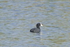 Fulica atra atra
