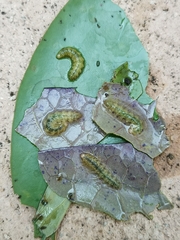 Acentropinae