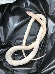 Pantherophis guttatus
