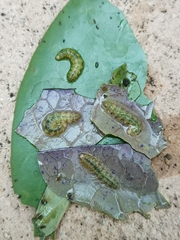 Acentropinae