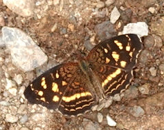 Anthanassa drusilla