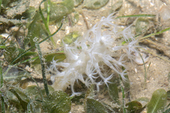 Veretillidae
