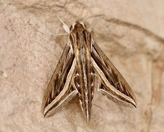 Hippotion celerio