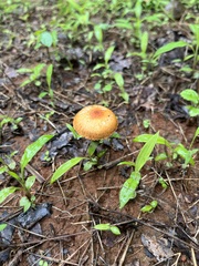 Heliocybe