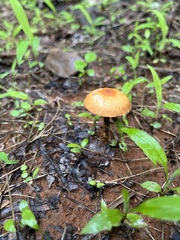 Heliocybe