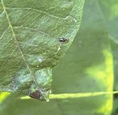 Formicinae