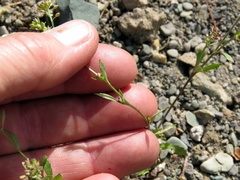 Lepidium desertorum