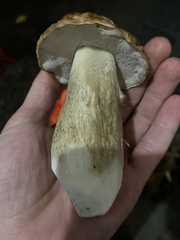 Boletus