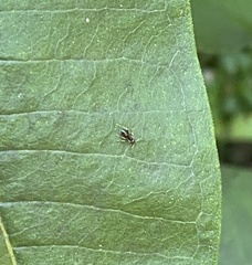 Formicinae