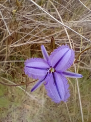Thysanotus