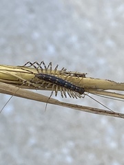 Thereuonema tuberculata