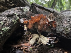 Podoscypha petalodes