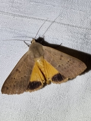 Ophiusa