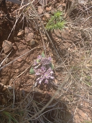 Ledebouria ovatifolia