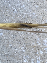 Thereuonema tuberculata