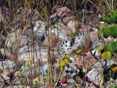 Parnassius apollo