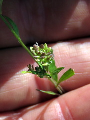 Lepidium desertorum