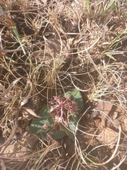 Ledebouria ovatifolia