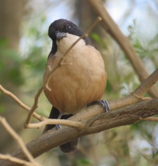 Laniarius ferrugineus ferrugineus