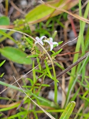 Stenaria nigricans